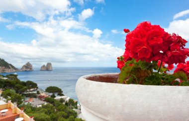 Kırmızı sardunyalar faraglioni arka planda, capri Adası ile.