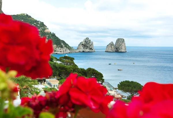 Kırmızı sardunyalar faraglioni arka planda, capri Adası ile. — Stok fotoğraf