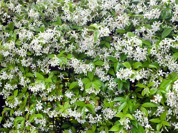 Jasminblüten — Stockfoto