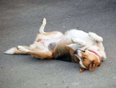 Melez köpek asfalt üzerinde yalan