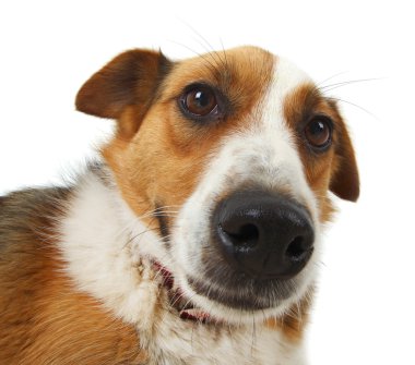 Melez sokak köpeği