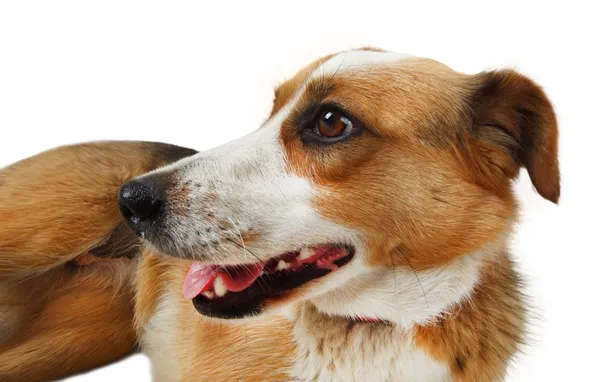 Kříženec toulavý pes — Stock fotografie