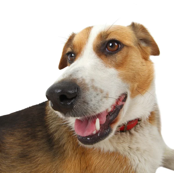 Kříženec toulavý pes — Stock fotografie