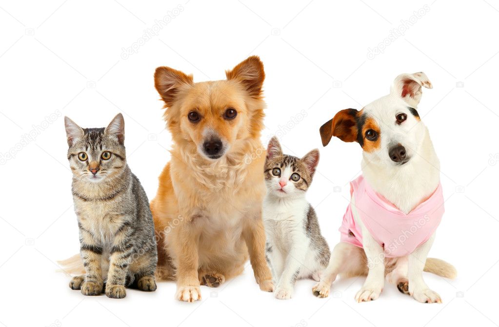 Group of cats and dogs