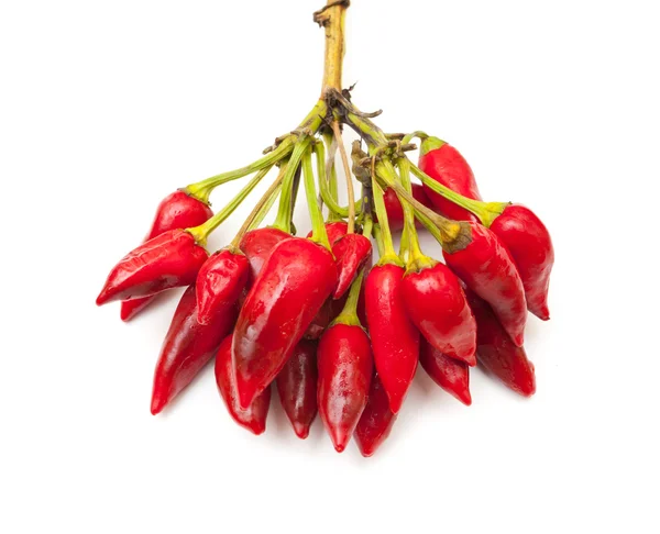 Banda malé čerstvé červené papriky — Stock fotografie