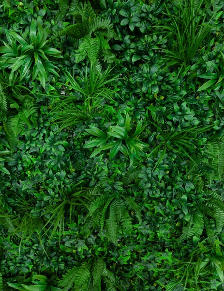 Natural Background Tropical Green Leaves Abstract Nature Pattern Tropical Texture — Stock Photo, Image