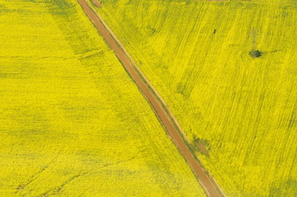 Vejen i gul - Stock-foto
