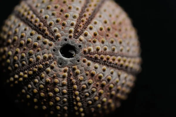 Sea urchin — Stock Photo, Image