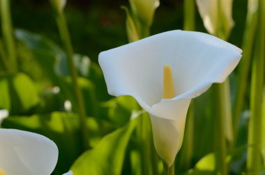 Zantedeschia-kallâ