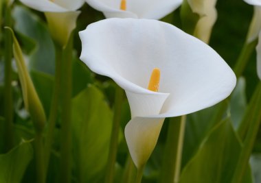 Zantedeschia-kallâ