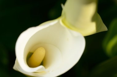 Zantedeschia-kallâ