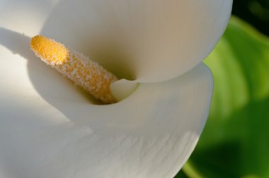 Zantedeschia-kallâ