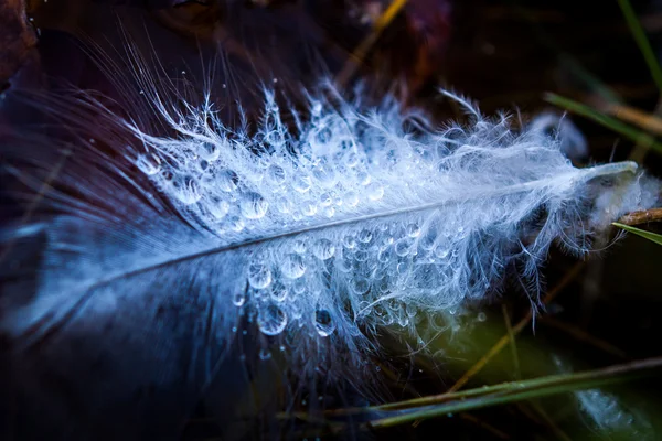 Blue feather with water droplets — Stock Photo, Image