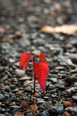 bir akça ağaç Filiz Gri çakıl taşı yere