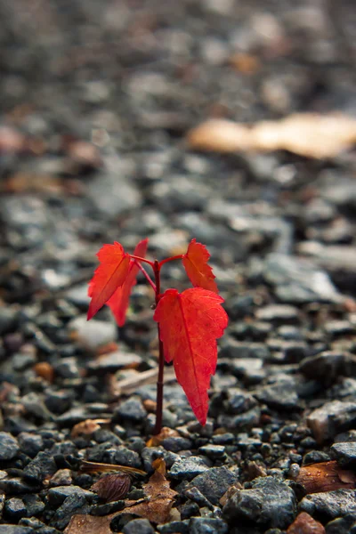 A maple tree sprout on gray pebble ground