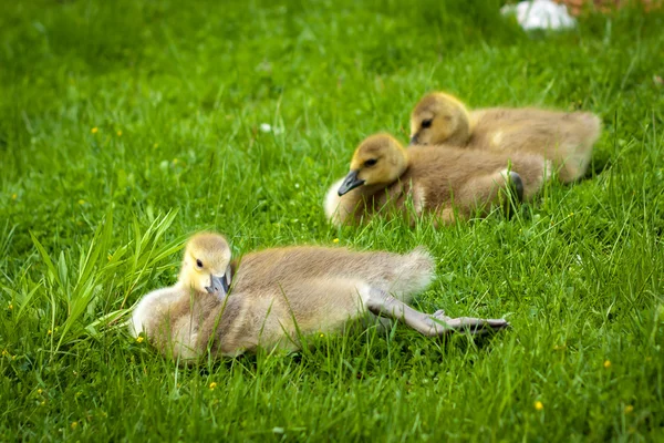 Odpoczynek, gosling leżącego na zielonej trawie — Zdjęcie stockowe