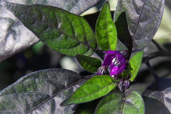 Lila Pfefferblume — Stockfoto