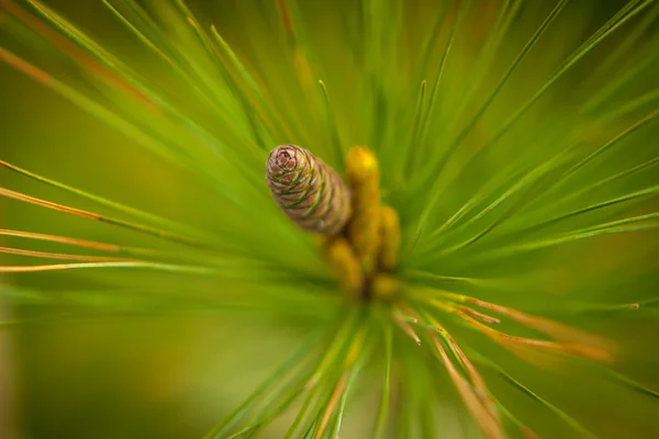 Kegel van white pine — Stockfoto