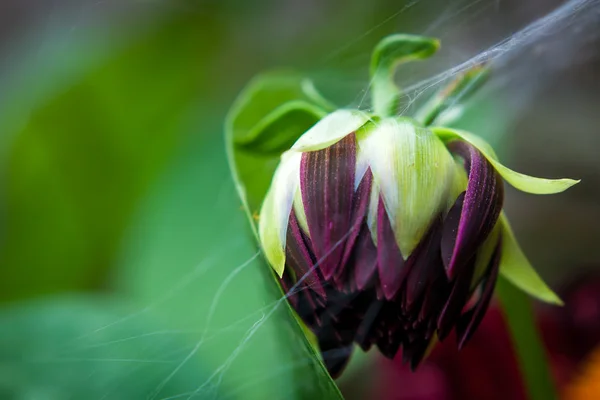 Dark purple bud of dahlia in spiderweb — Stock Photo, Image