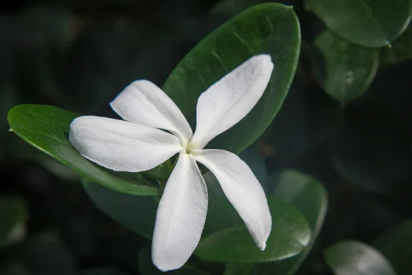 One white jasmin flower on glossy dark green leaves — Stock Photo, Image