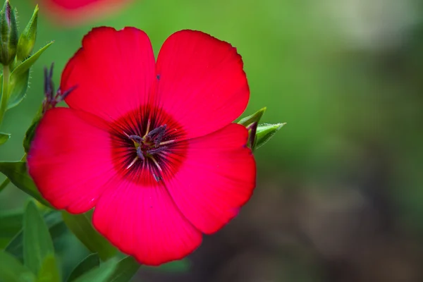 Single magenta flover on green background — Stock Photo, Image