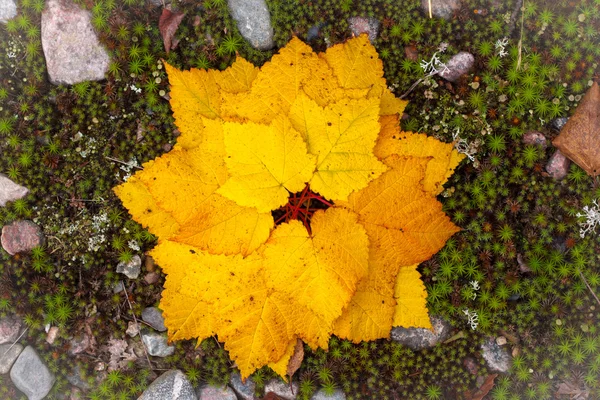 Pattern of yellow leaves on moss and rock background — Stock Photo, Image