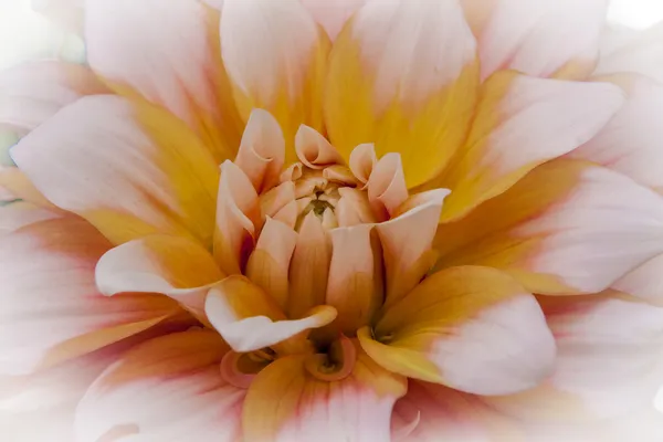 Dália tricolor em plena floração Fotos De Bancos De Imagens Sem Royalties