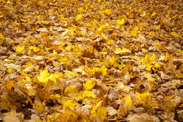 Yelloy akçaağaç yaprakları kaplı orman zemini — Stok fotoğraf