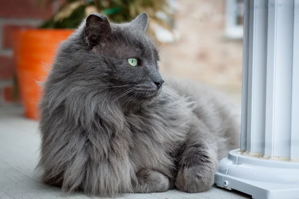 Nebelung katt liggande på verandan — Stockfoto