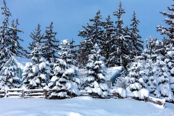 Winter trees under snow — Stock Photo, Image
