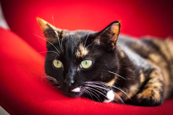 Jeden trikolorní kočka lenošení na červené křeslo — Stock fotografie