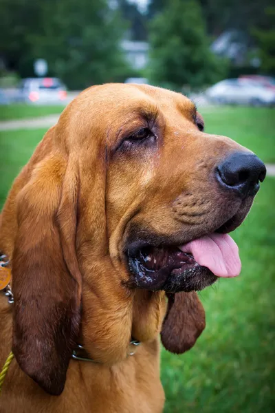 갈색 Bloodhound의 초상화 스톡 사진