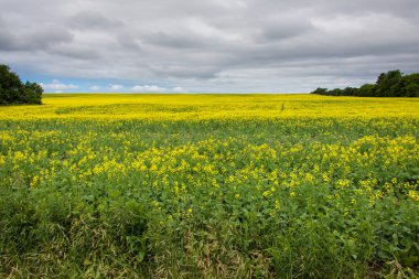 lupin çiçek tarlası.