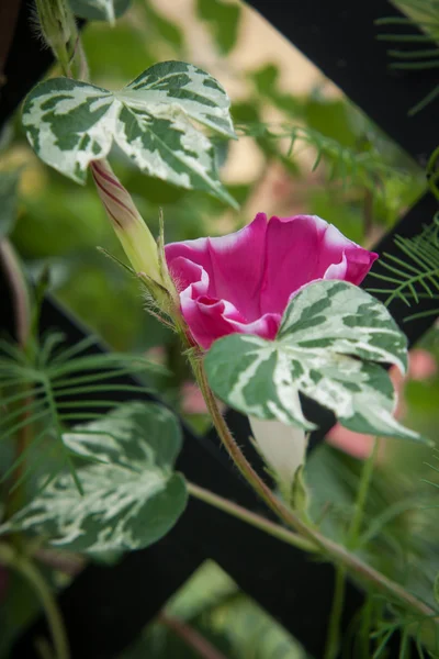 Trumpet shaped purple-white flower climbing on trellis — Stock Photo, Image