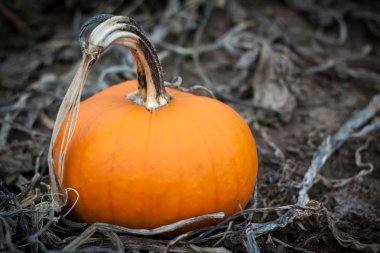 briht kabak portakal alan üzerinde