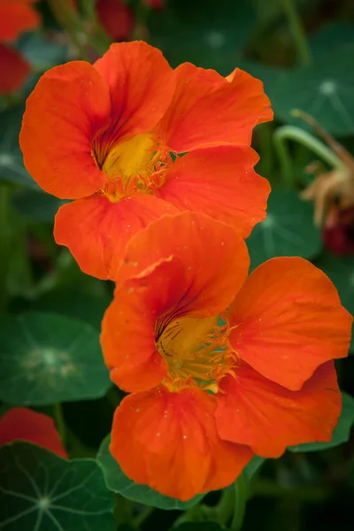 Two orange nasturtium flowers — Stock Photo, Image