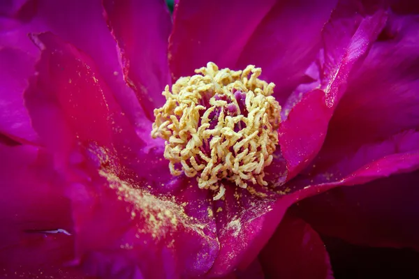 Purple tree-peony with stamens and sprinkled pollen on petals — Stock Photo, Image