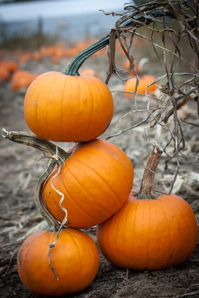 Leuchtend orange Kürbisse auf dem Feld — Stockfoto