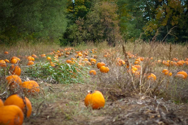 Leuchtend orange Kürbisse auf dem Feld — Stockfoto