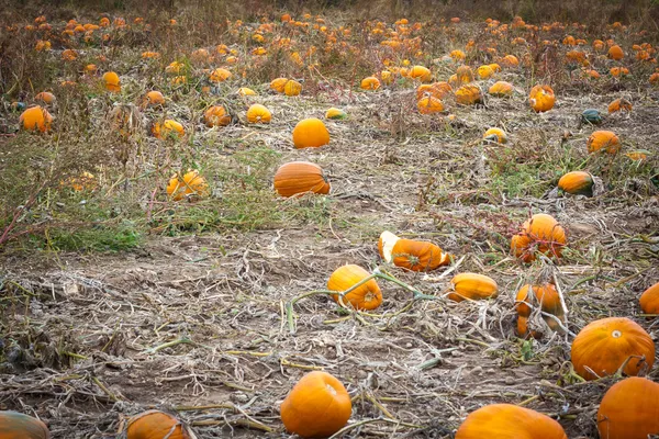 Abóboras de laranja Briht no campo — Fotografia de Stock