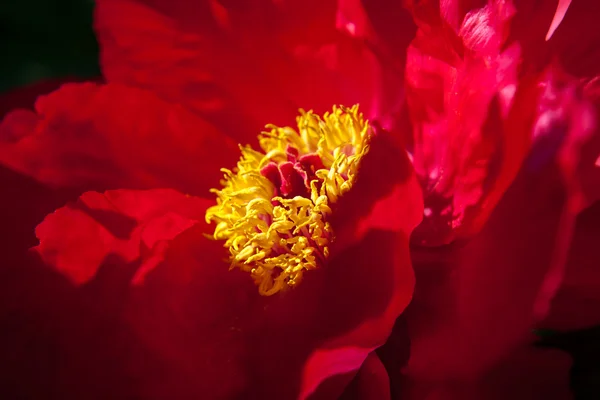 Red tree-peony — Stock Photo, Image