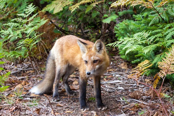 Standing red fox — Stock Photo, Image