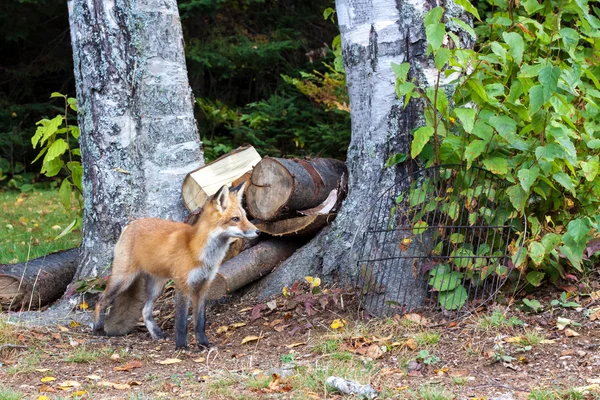 Standing red fox — Stock Photo, Image