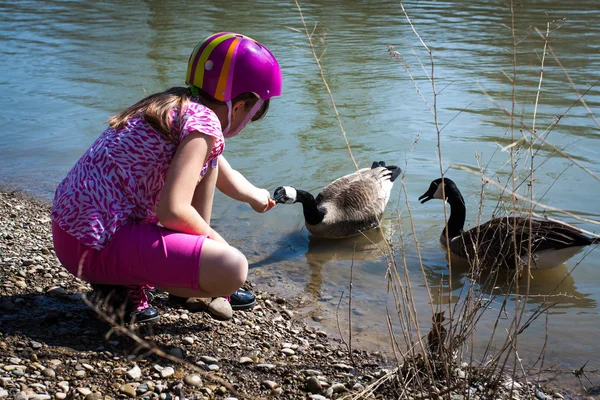 Chica alimentando gansos en la orilla del río Fotos De Stock