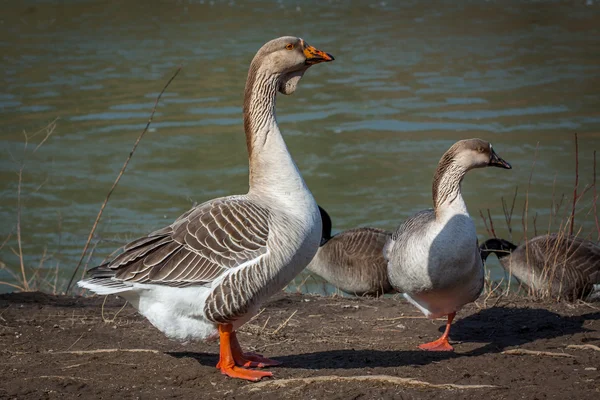 A couple of wild geese — Stock Photo, Image