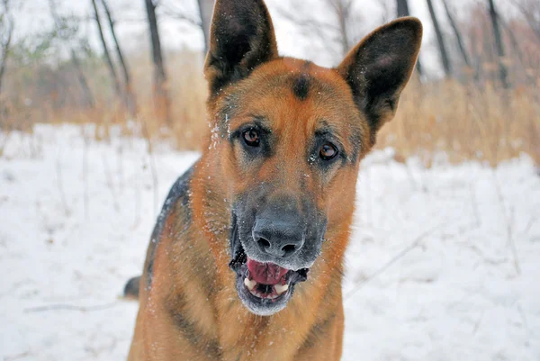 köpek koyun köpek yürüyüş
