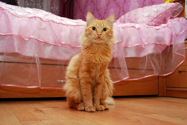 Kırmızı kedi