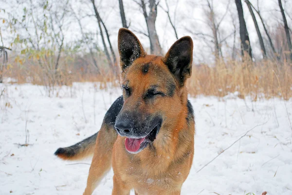 köpek koyun köpek yürüyüş