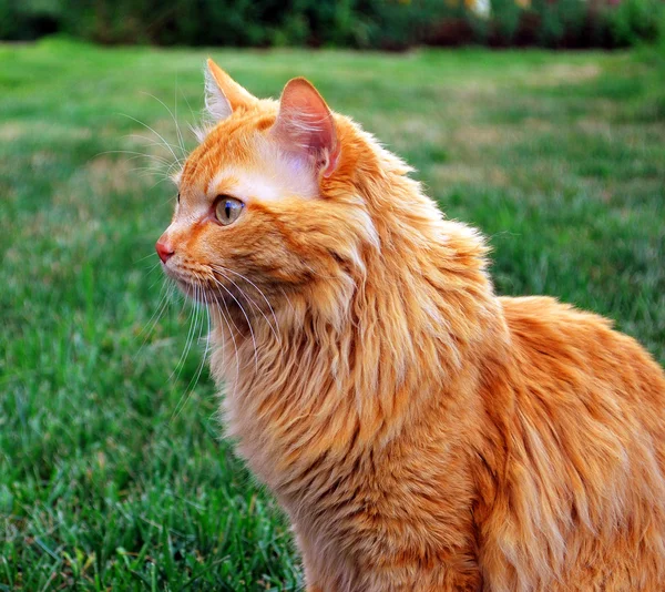 bir çim üzerinde kedi