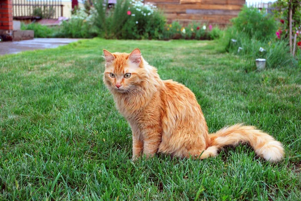 bir çim üzerinde kedi